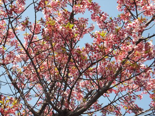 熱海桜①