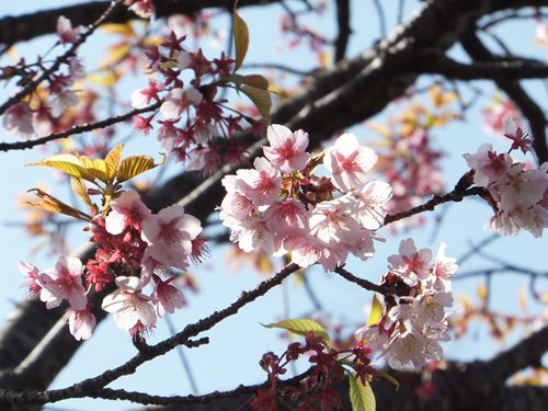 熱海桜②