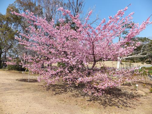 河津桜①