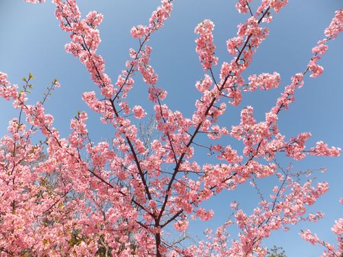 河津桜②