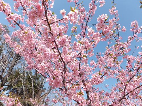 河津桜③