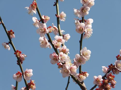 桃①