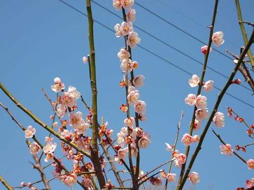 桃②