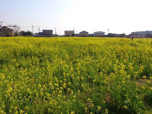 菜の花①