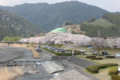 川根さくらまつり