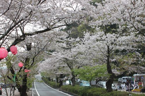桜トンネル