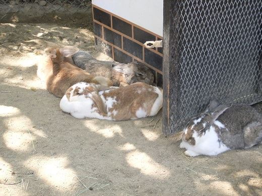 イングランドの丘 ことら のブログ rsの女豹 こねこ みんカラ イングランドの丘 ことら のブログ rsの女豹 こねこ みんカラ