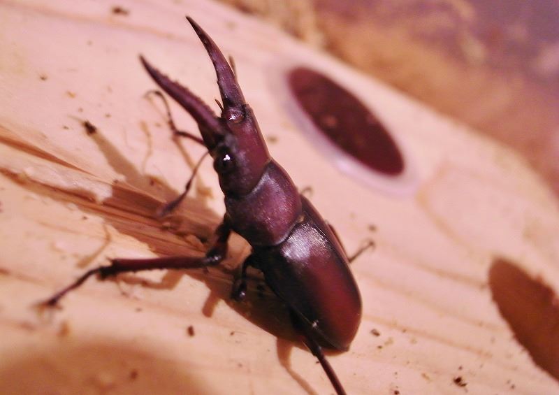 即ブリード可 久留米産オオクワガタ ♂83mm ♀52.5mm