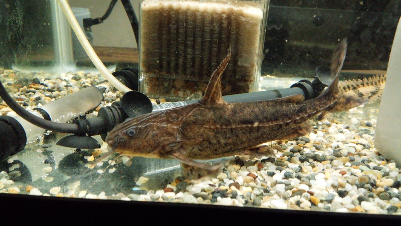 新しく購入 熱帯魚 Luxelaのブログ 突き抜けて 有限の未来駆け抜けて後悔しないために みんカラ 新しく購入 熱帯魚 Luxelaのブログ 突き抜けて 有限の未来駆け抜けて後悔しないために みんカラ