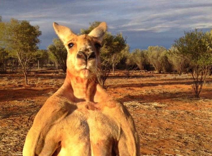 ボディービルダー風の超強そうなマッチョカンガルーが話題に きゃのん 08のブログ きゃのん 08公式ブログ ゚ ゚ みんカラ ボディービルダー風の超強そうなマッチョカンガルーが話題に きゃのん 08のブログ きゃのん 08公式ブログ ゚ ゚ みんカラ
