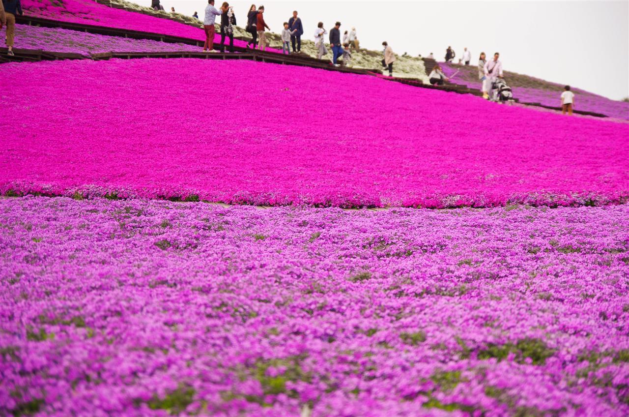 桜は桜でも地面に咲く桜 スーパー サトルのブログ 大都会東京の片隅で みんカラ