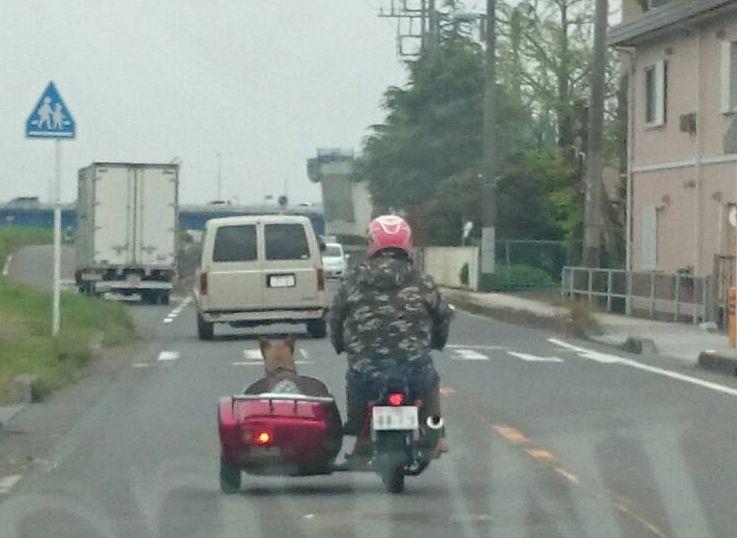 サイドカーと犬 まったりすとのブログ まったりすとのページ みんカラ