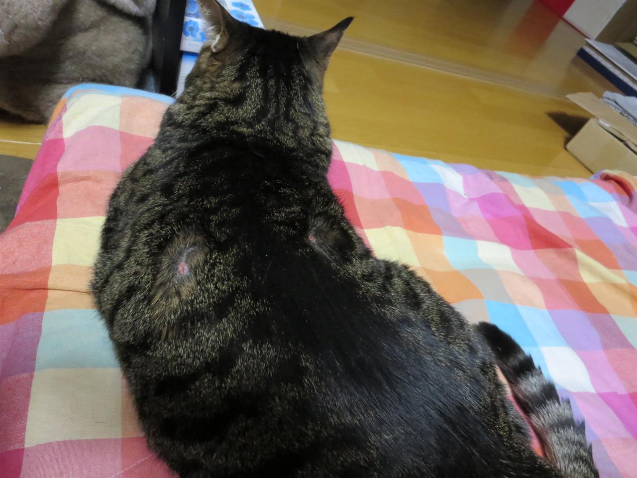 猫話 老人性のイボ 閲覧注意 Kurakojiroのブログ Kurakojiroのページ みんカラ