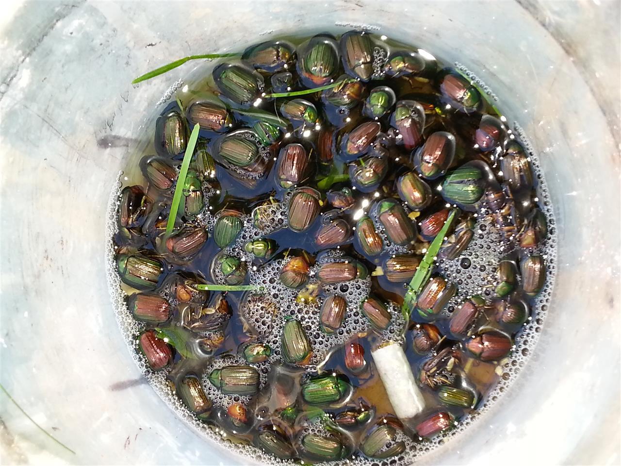 グロ虫画像注意 コガネムシに泣かされる にゅーとれっとのブログ 快適さ と 速さ の両立を みんカラ