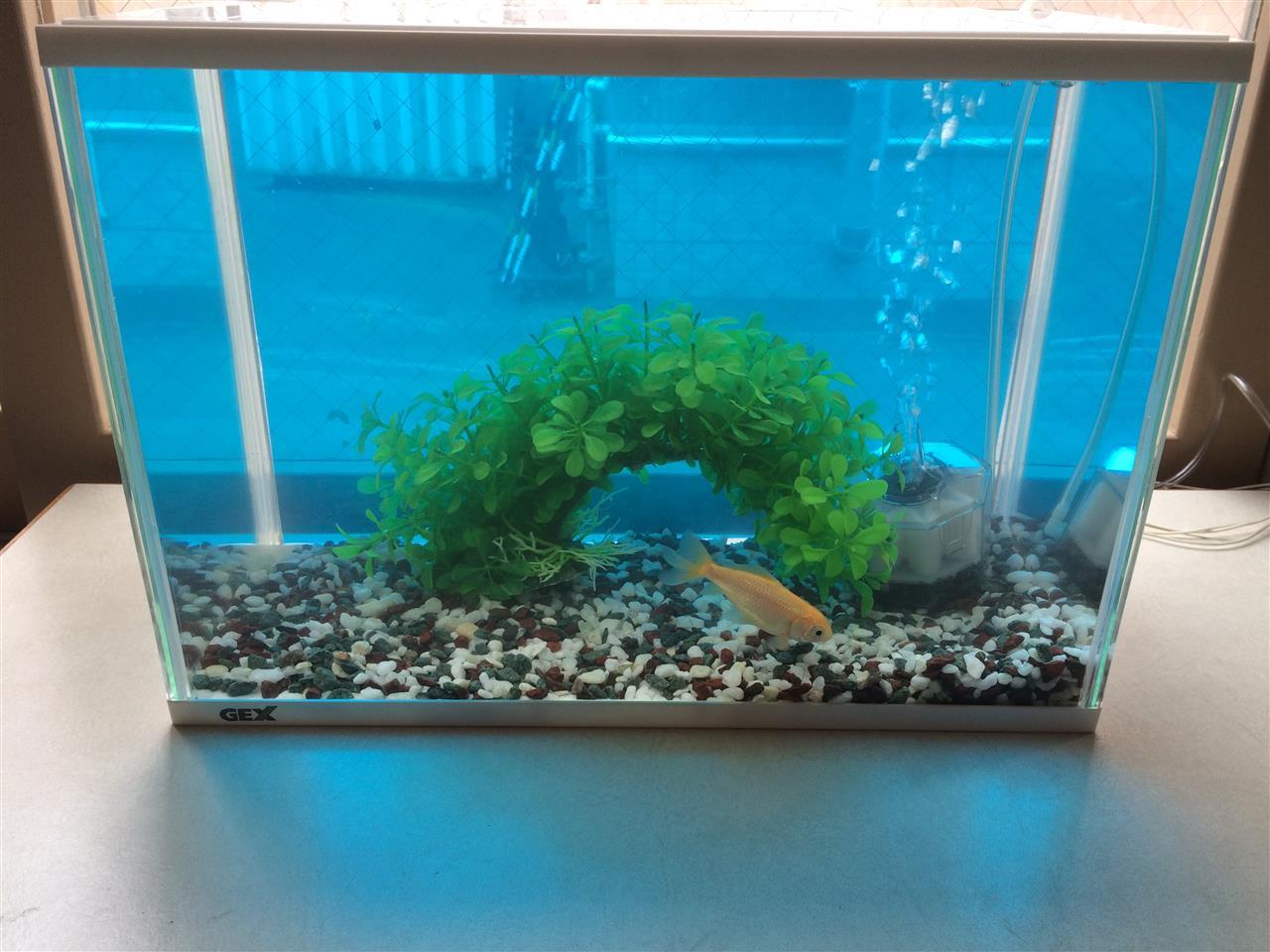 金魚の水槽清掃 ジロハチのブログ エスティマハイブリッド Ahrw ジロハチのページ みんカラ 金魚の水槽清掃 ジロハチのブログ エスティマハイブリッド Ahrw ジロハチのページ みんカラ