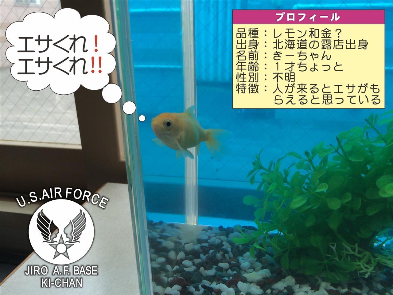 金魚の水槽清掃 ジロハチのブログ エスティマハイブリッド Ahrw ジロハチのページ みんカラ 金魚の水槽清掃 ジロハチのブログ エスティマハイブリッド Ahrw ジロハチのページ みんカラ