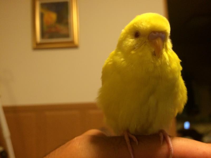 alt