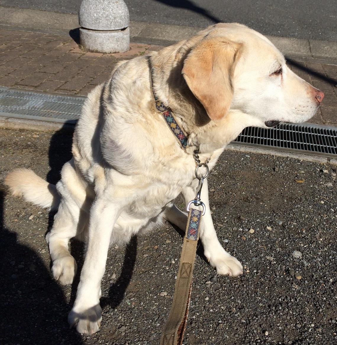 愛犬の旅立ち 犬々猫々のブログ 犬々猫々のページ みんカラ