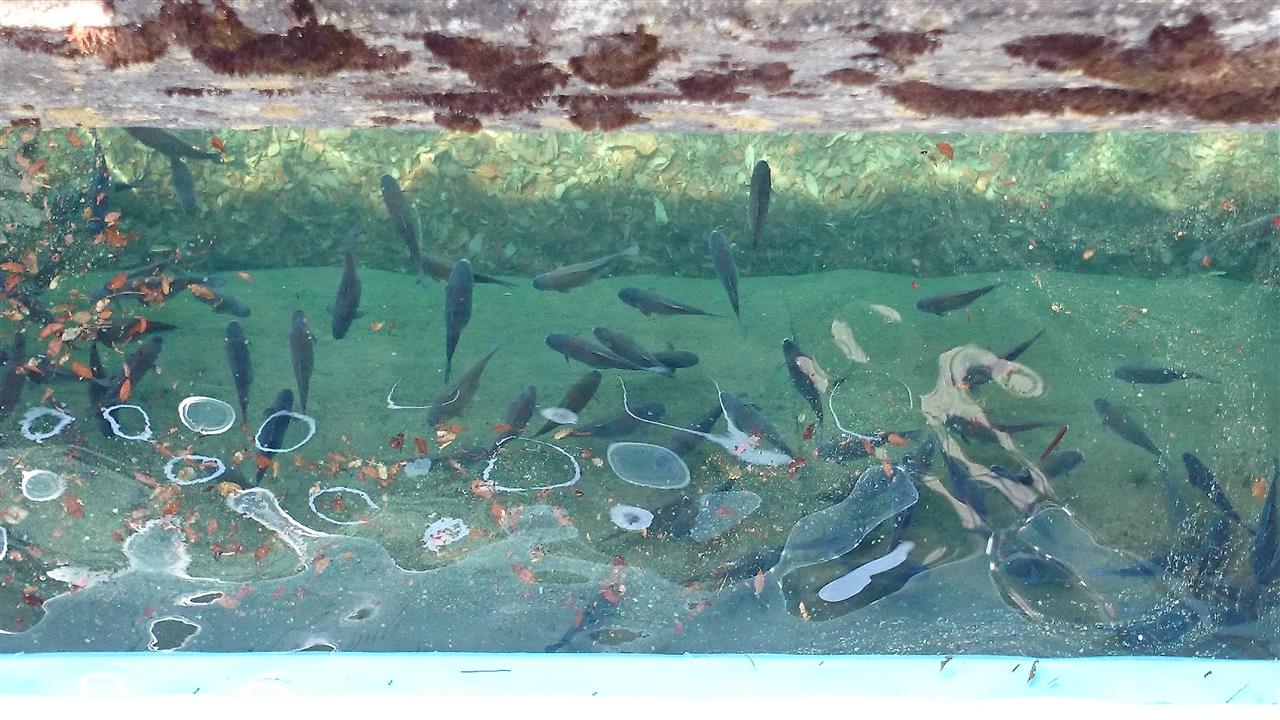 50 奥多摩湖 バス釣り 人気のある画像を投稿する
