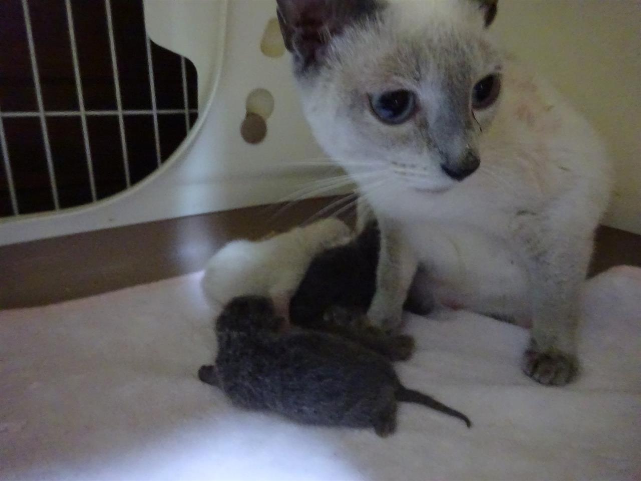 遂に 珍猫誕生 白いロシアンブルーの秘密 猫ブログ 950のブログ 950のページ みんカラ