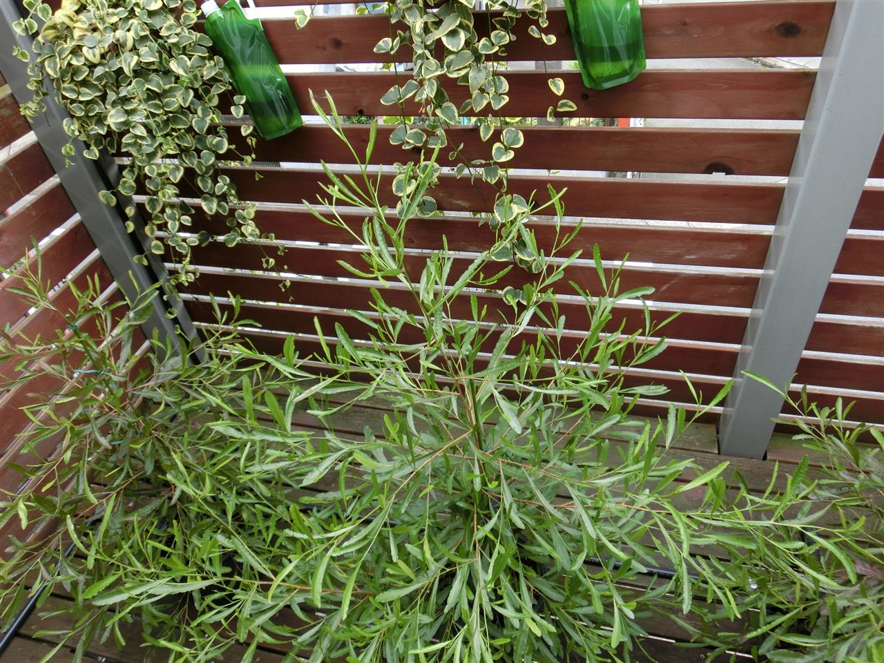 神奈川基地のベランダの植木への水やり装置を簡単に作りましたが あんくまんのブログ あんくまんのページ みんカラ