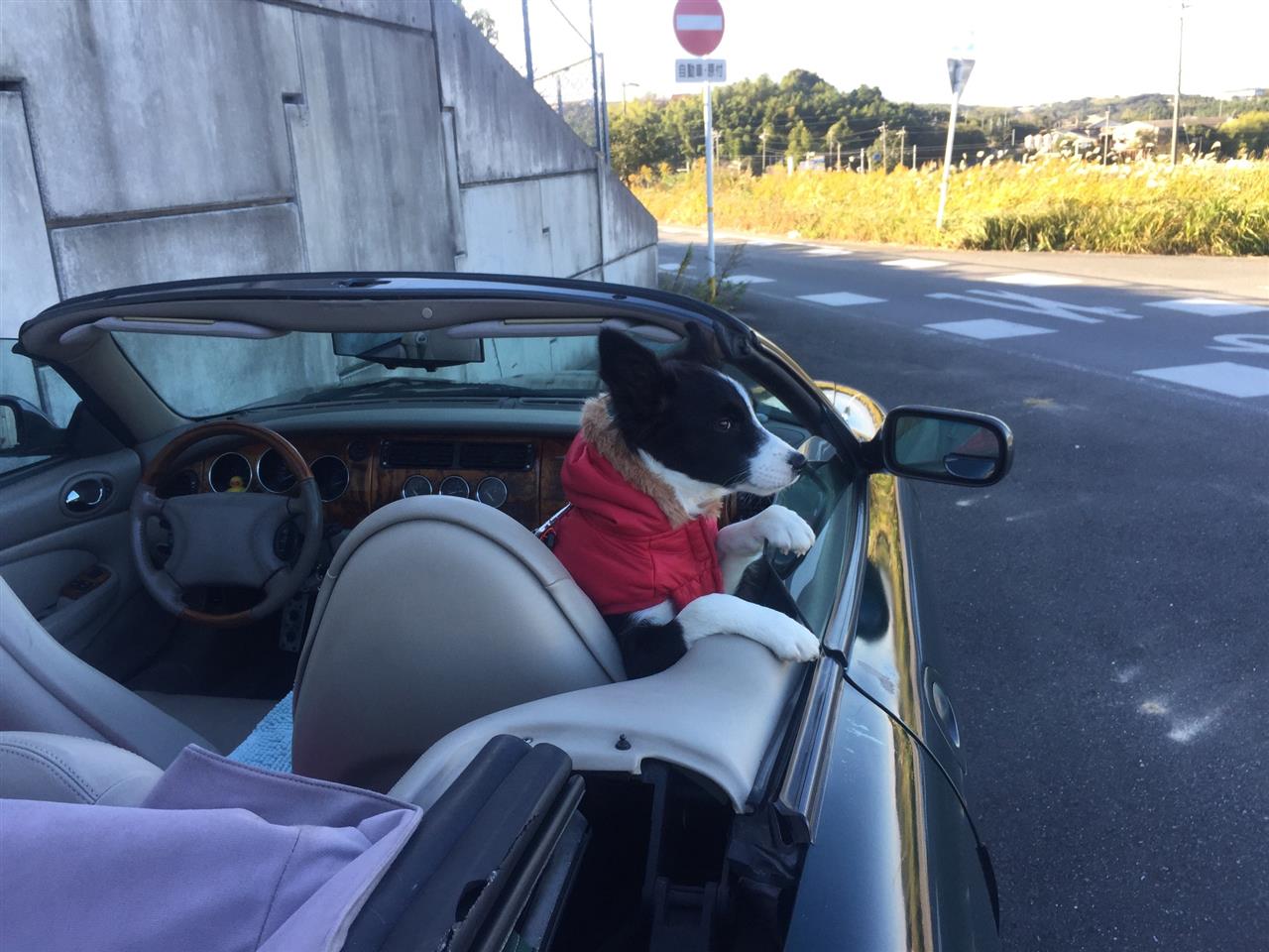 オープンカーに犬 Poe ポーのブログ Poeのページ みんカラ
