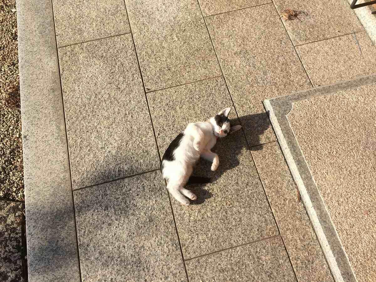ブログフォト