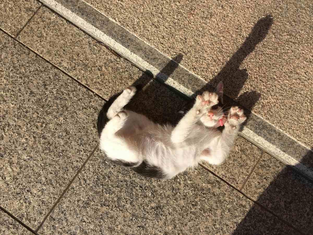 ブログフォト
