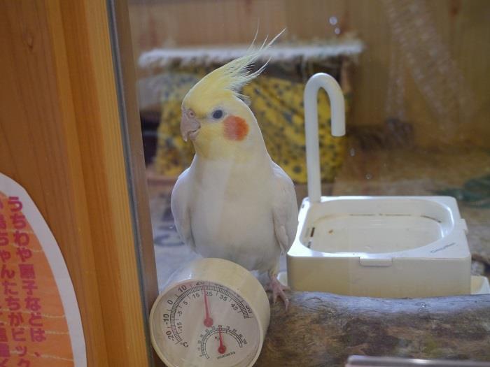 Bird Cage　オカメインコ