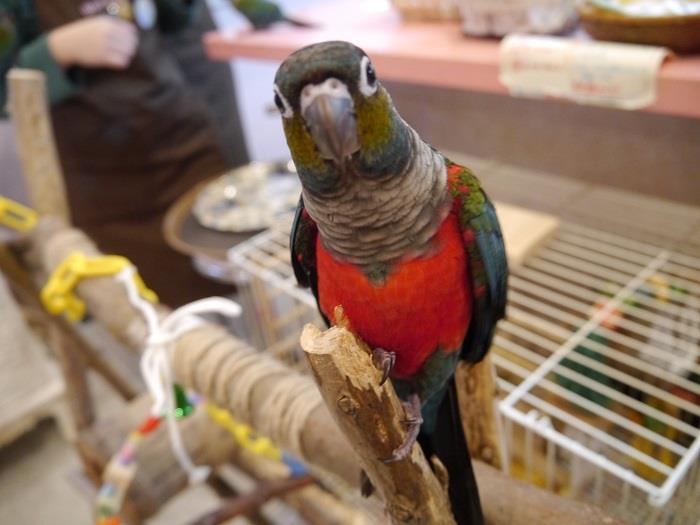 Bird Cage　アカハラウロコインコ