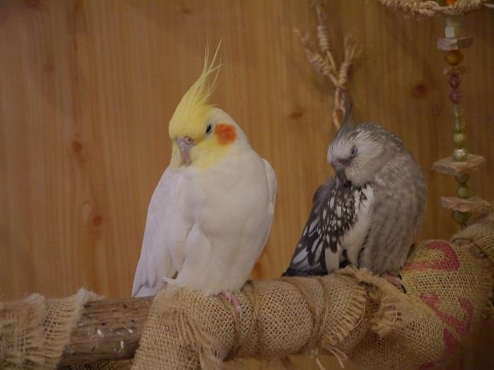 Bird Cage　オカメインコ