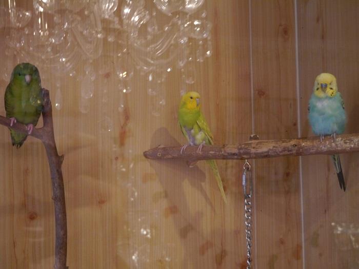 Bird Cage