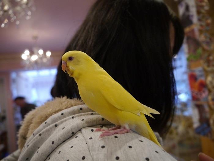 Bird Cage