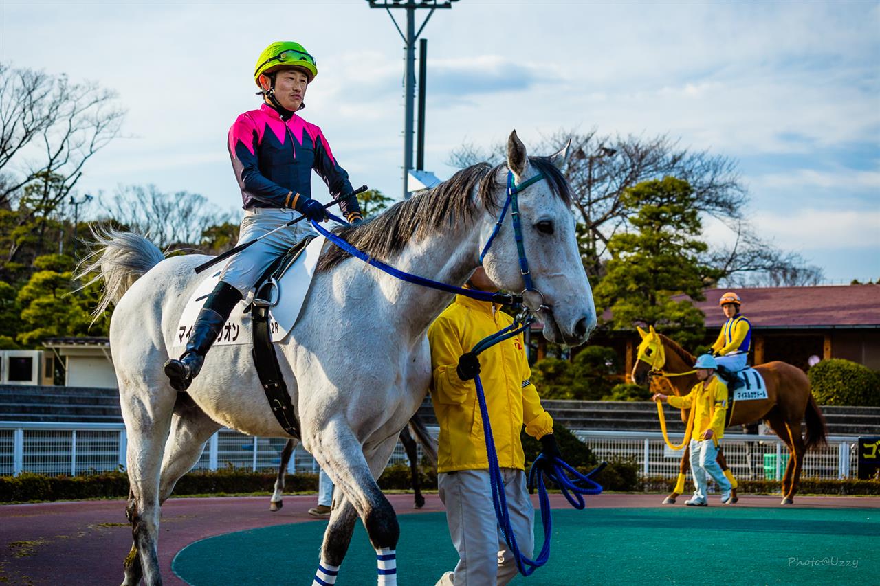 大井競馬場パドック