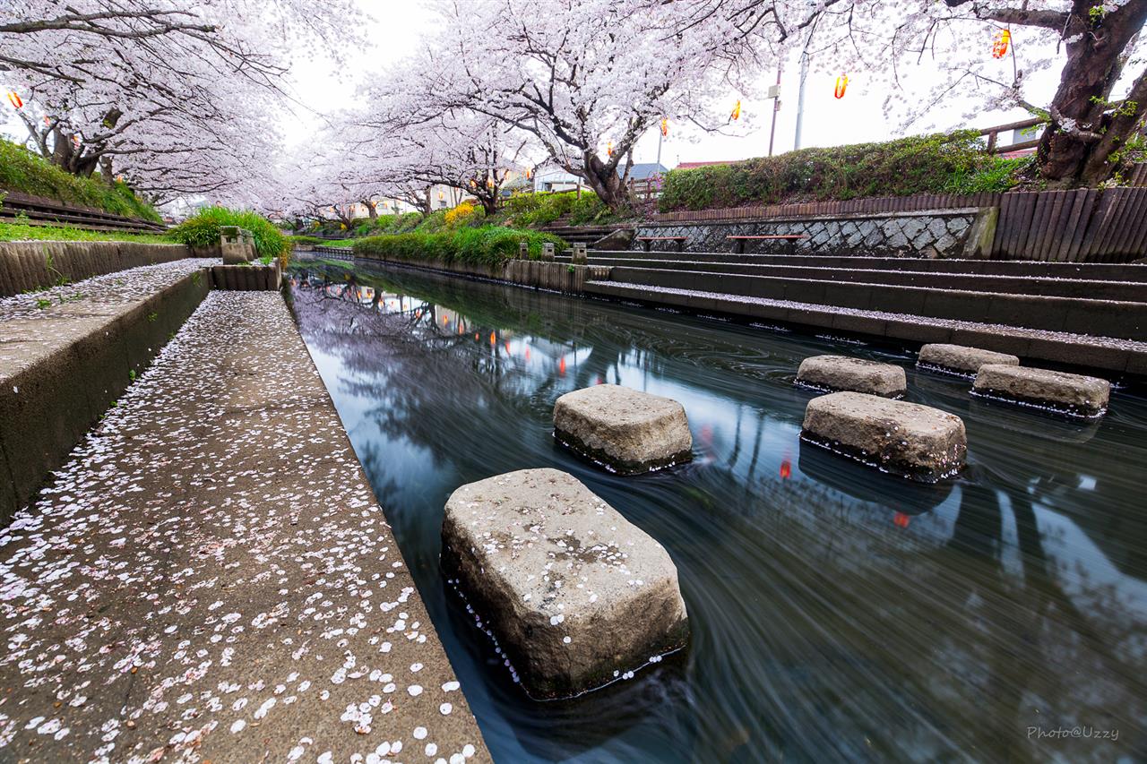 元荒川桜並木