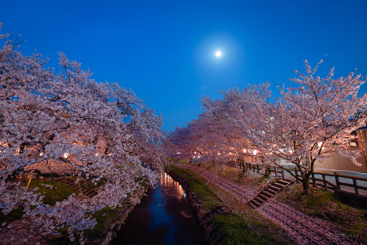 元荒川桜並木