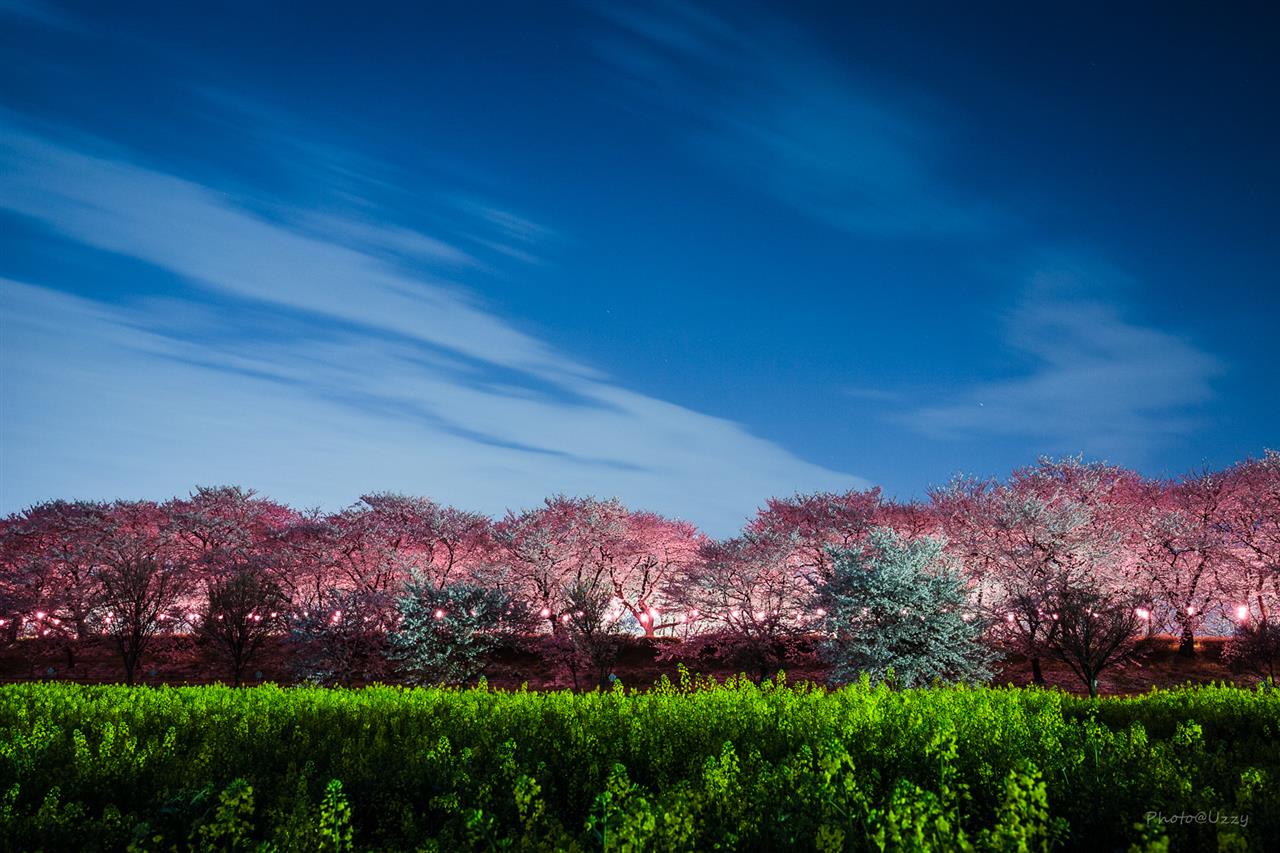 幸手権現堂桜堤