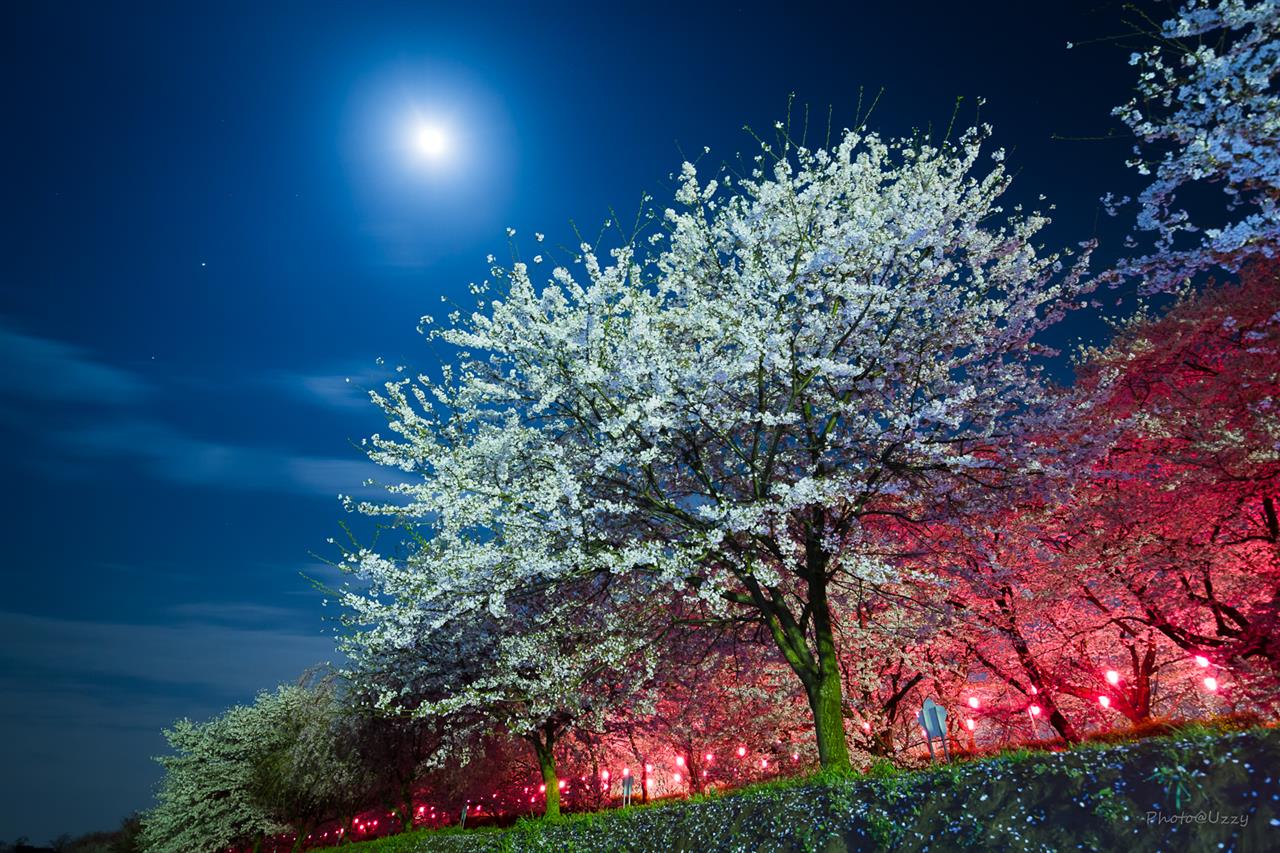 幸手権現堂桜堤