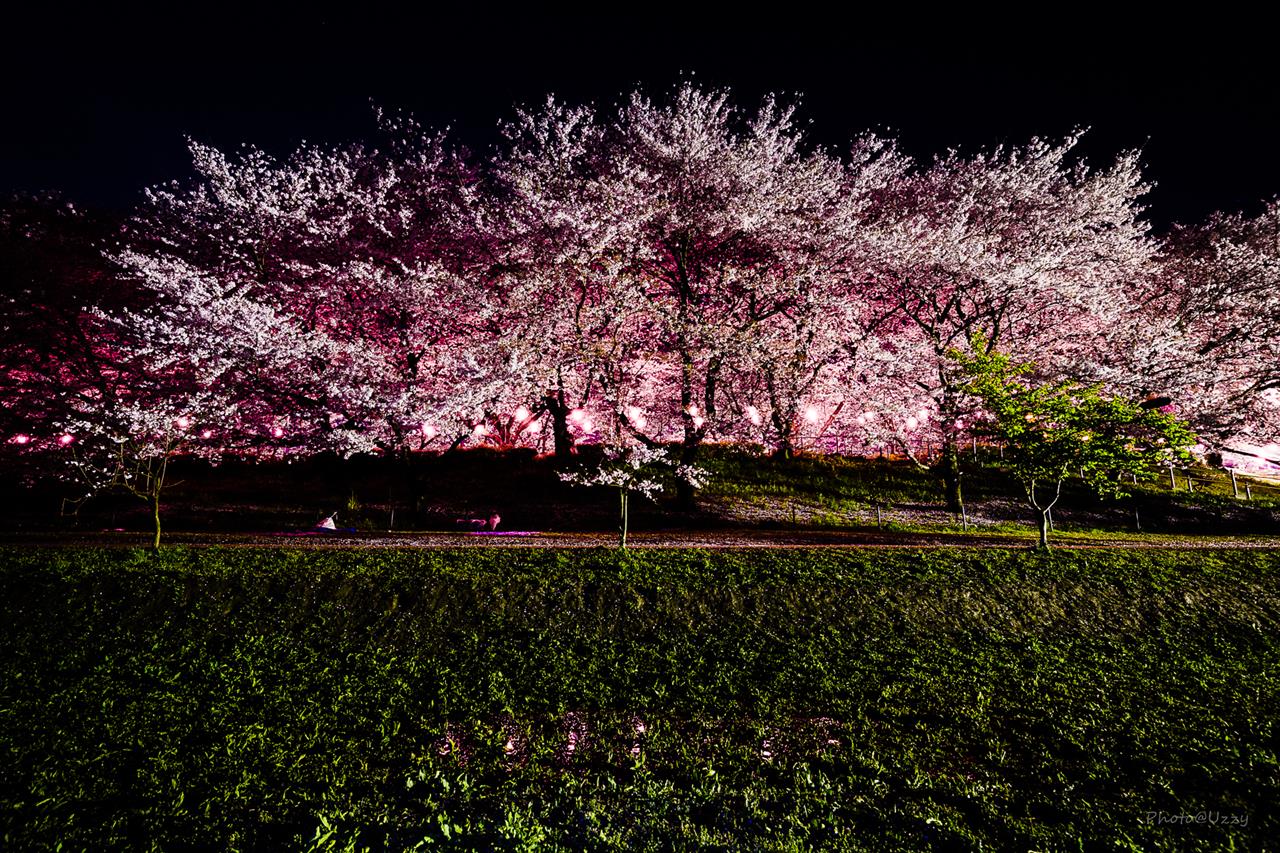 幸手権現堂桜堤