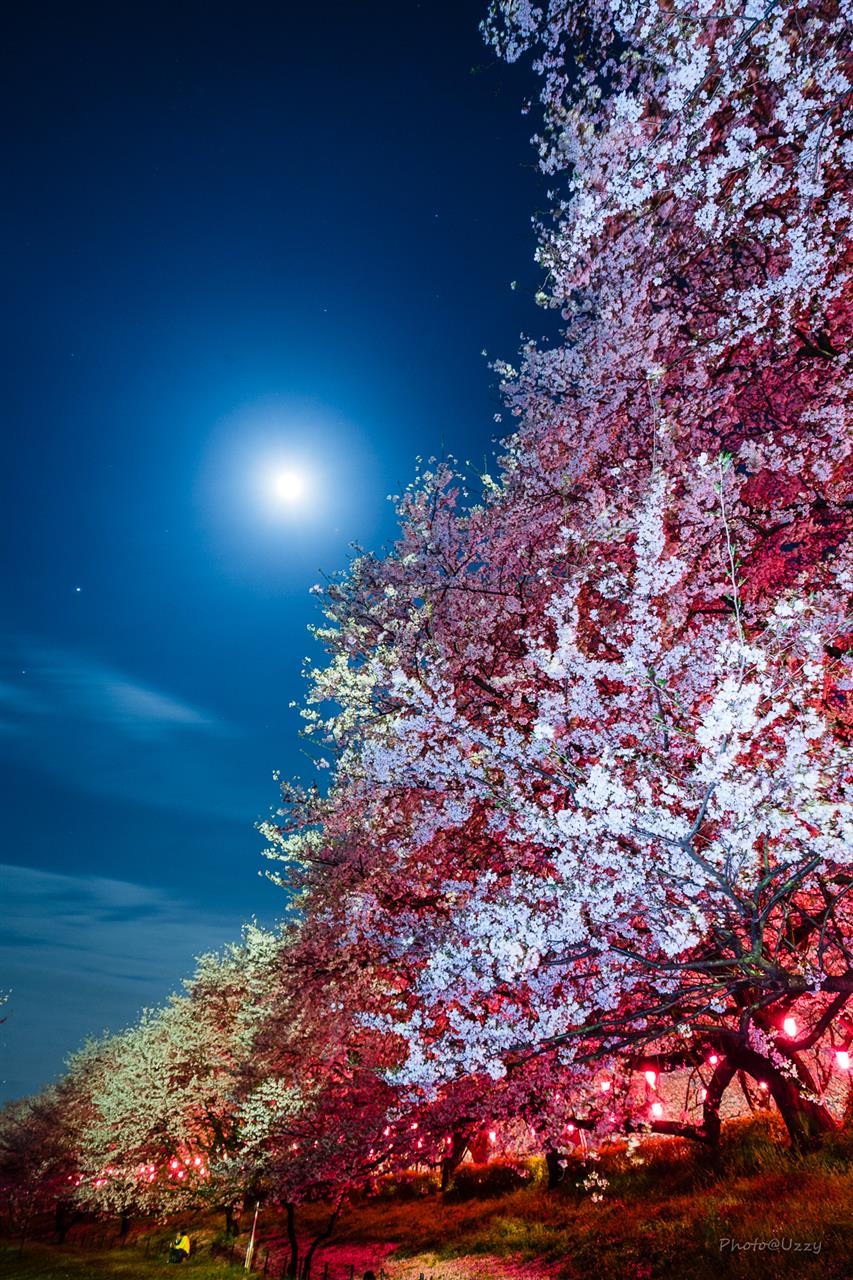 幸手権現堂桜堤