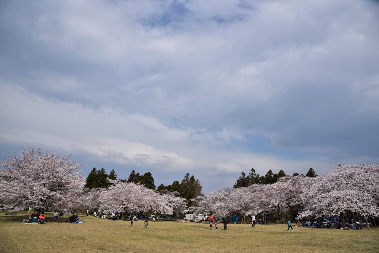 桜 17 三神峯公園 ベイダーgoのブログ Best Wishes For Your Life S Journey みんカラ