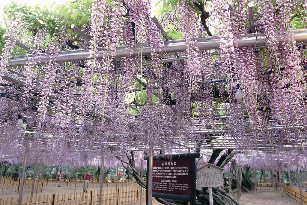 岡崎公園 藤まつり