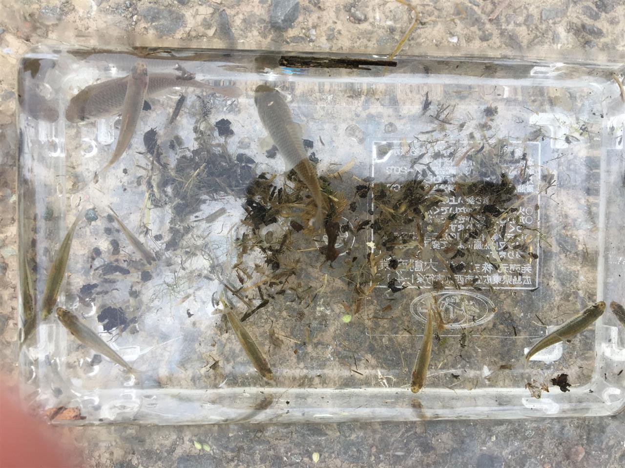 いろんな魚がいます 丹沢男のブログ 赤いな 実に良い色だ みんカラ いろんな魚がいます 丹沢男のブログ 赤いな 実に良い色だ みんカラ