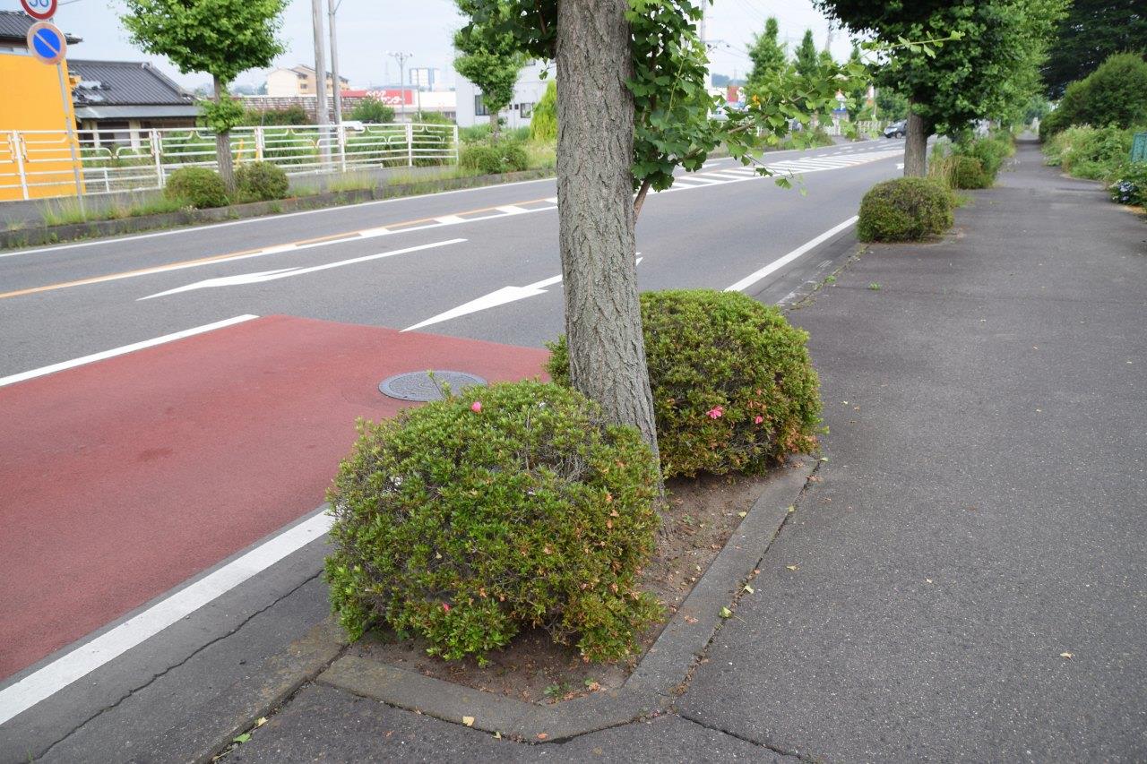 道路のふしぎ3 道路脇に植えてる樹って必要なの シシィのブログ 青の中の青 みんカラ 道路のふしぎ3 道路脇に植えてる樹って必要なの シシィのブログ 青の中の青 みんカラ