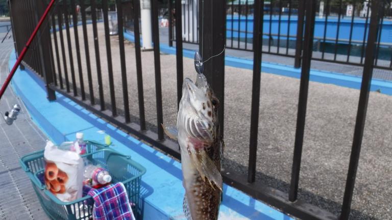 あかぐり海釣り公園 三度挑戦 有頂天親父のブログ 有頂天親父のページ みんカラ