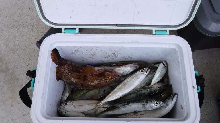 あかぐり海釣り公園 三度挑戦 有頂天親父のブログ 有頂天親父のページ みんカラ
