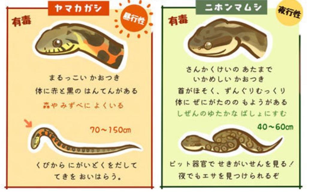 身近なヘビの見分け方 ムインのブログ 日々雑感 みんカラ