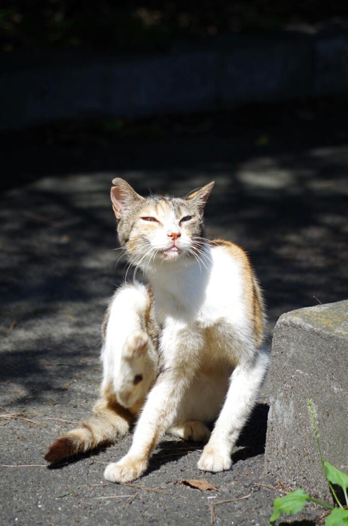 ねっこ かわいい レージーのブログ O B みんカラ