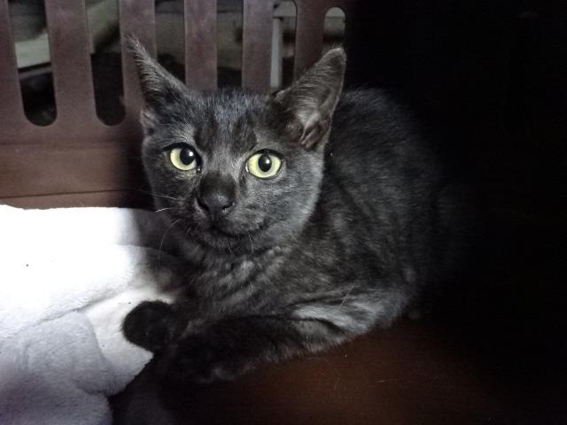 黒猫ちゃんからのsos 猫ブログ 950のブログ 950のページ みんカラ