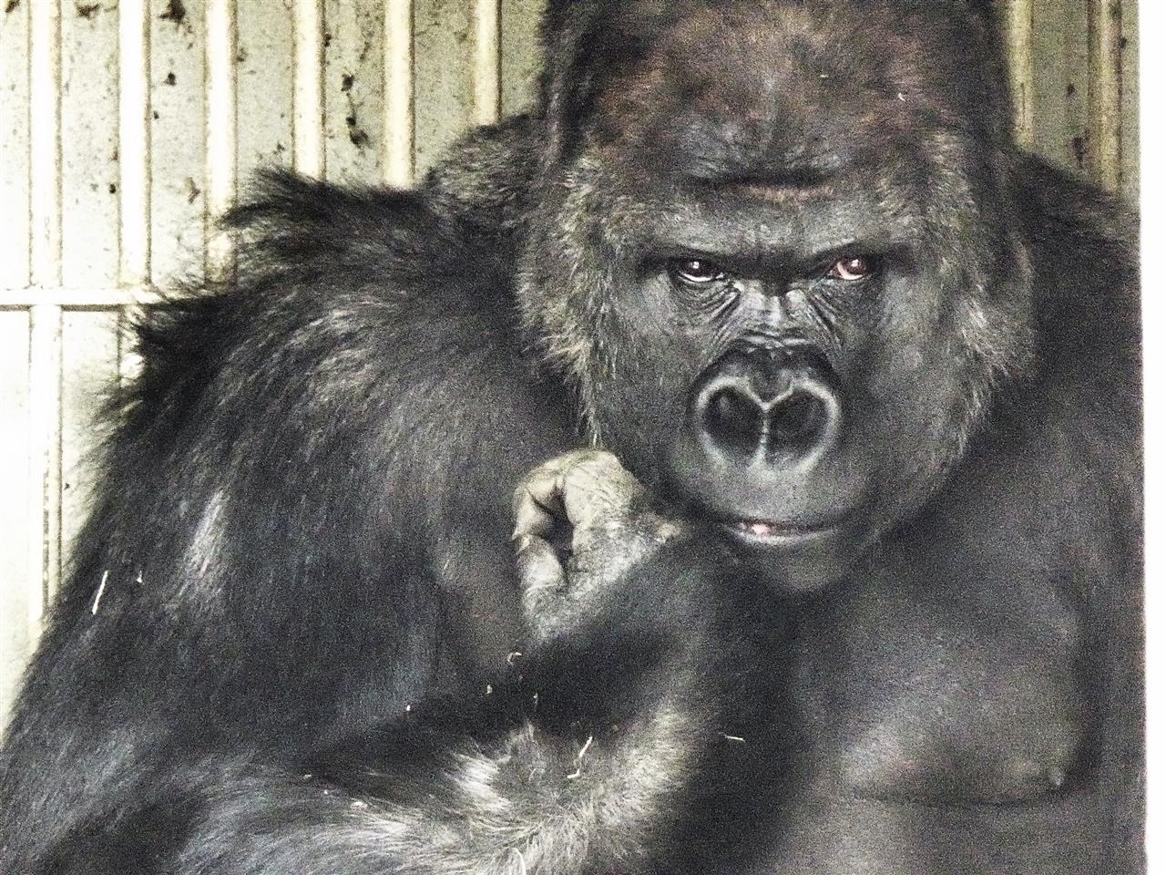 東山動物園 名古屋市 Jo2xbdのブログ Jo2xbdのページ みんカラ